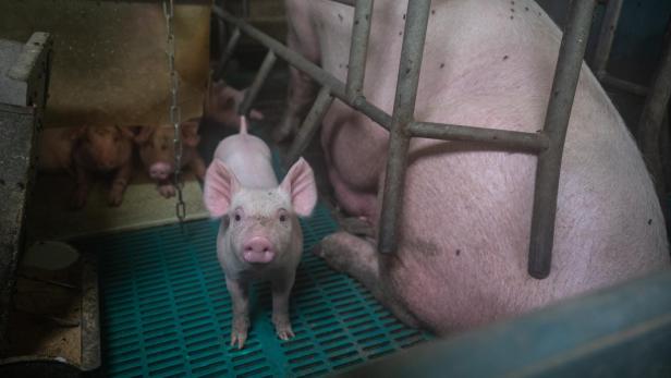 Schweinezucht