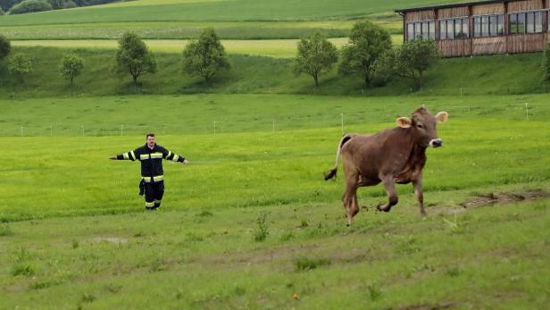 Feuerwehrmann und Kalb auf einer Wiese