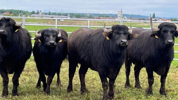 Vier Büffel auf einer Wiese