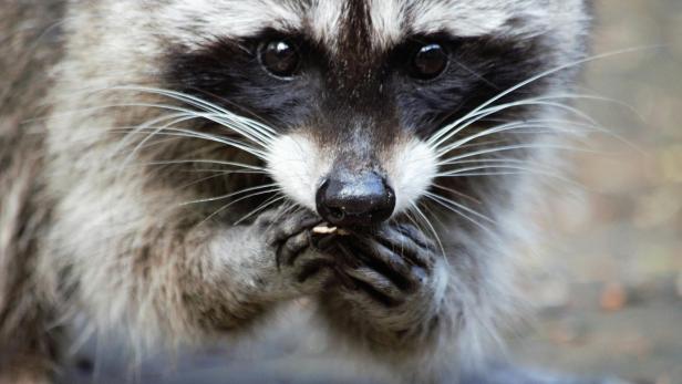 Waschbär führt seine Pfoten zum Mund, um etwas zu essen