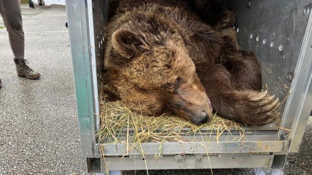 Bär Felix schläft in der Transportbox.
