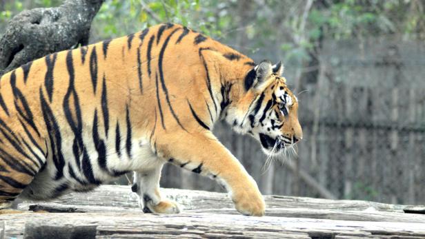 Tiger schleicht durch das Gehege