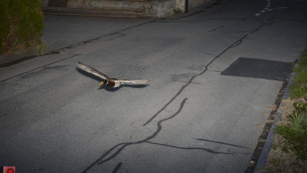 TOPSHOT-SWITZERLAND-TRAFFIC-POLICE-ANIMAL-OFFBEAT