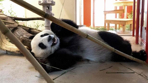 AUSTRIA-CHINA-ZOO-DIPLOMACY-ANIMAL-PANDA
