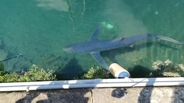 Blauhai schwimmt nahe am Ufer von Triest vorbei