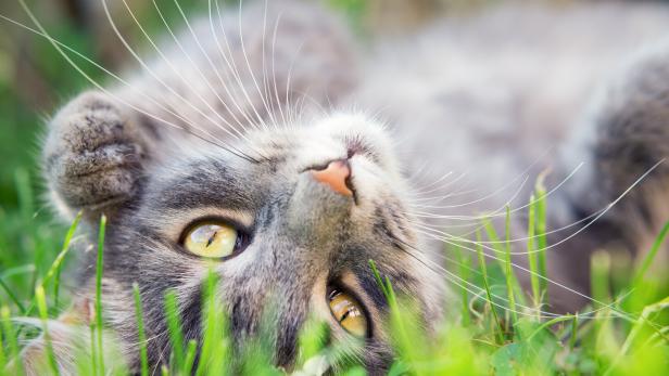 Eine graue Katze wälzt sich im grünen Gras.