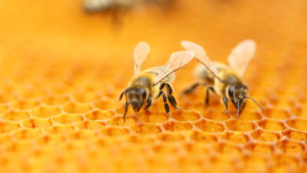 Zwei Honigbienen sitzen auf Waben.