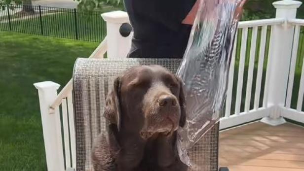 "Ice Bucket Challenge": Hund wird mit eiskaltem Wasser übergossen.