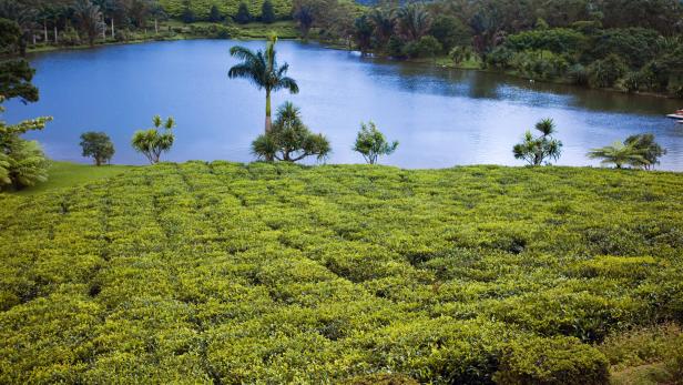 Teeplantage (Bois Cheri) in den Ausläufern eines Gebirges auf Mauritius.