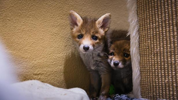 zwei Babyfüchse beim Tierschutz Austria