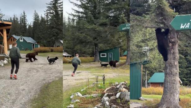 Mehrere Screenshots eines Hundes, der einen bären auf einen Baum jagt