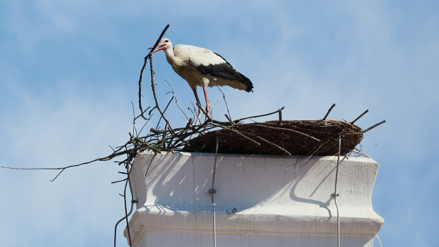 Storch baut ein Nest