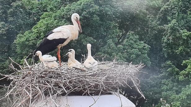 Storch mit Jungtieren