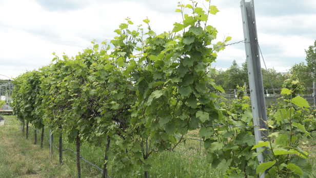Weinreben
