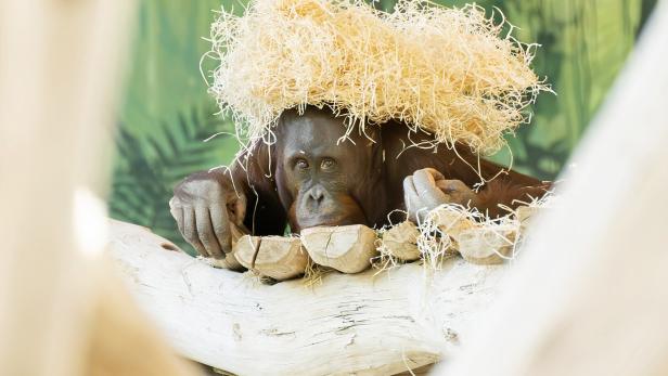 ++ HANDOUT ++ JUNGES ORANG-UTAN-MÄNNCHEN IM TIERGARTEN SCHÖNBRUNN EINGEZOGEN
