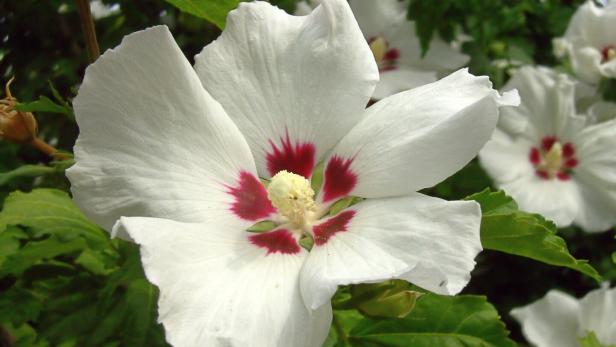 Hibiskus 01 Hibiskus 01