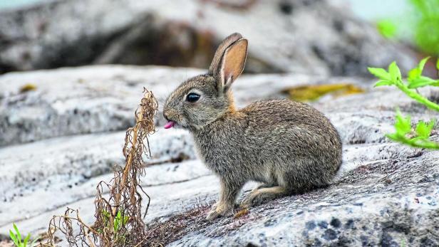 Gerettetes Wildkaninchenbaby wird in der EGS Haringsee gepflegt