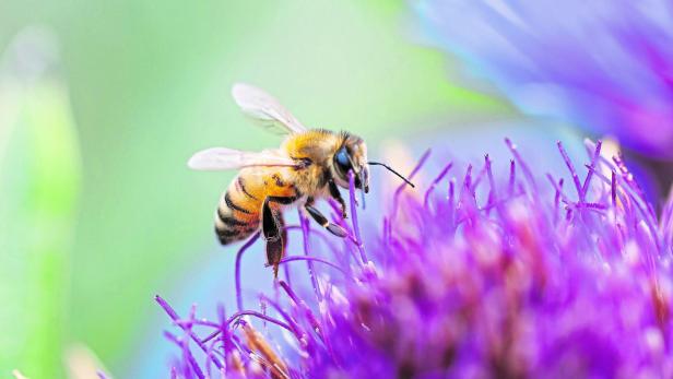 Bee Close-up On A Flower