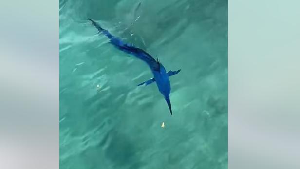Speerfisch im Meer