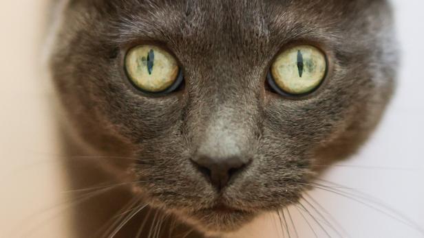Paris sees surge in cat population since Covid crisis