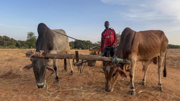 NIGERIA-ENVIRONMENT Im Zentrum Nigerias kommt es immer wieder zu gewaltsamen Auseinandersetzungen zwischen Hirten und Bauern. (Symbolbild)