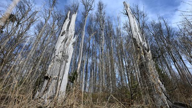 ++ THEMENBILD ++ WALD / BÄUME / FORSTWIRTSCHAFT / HOLZ / TROCKENHEIT