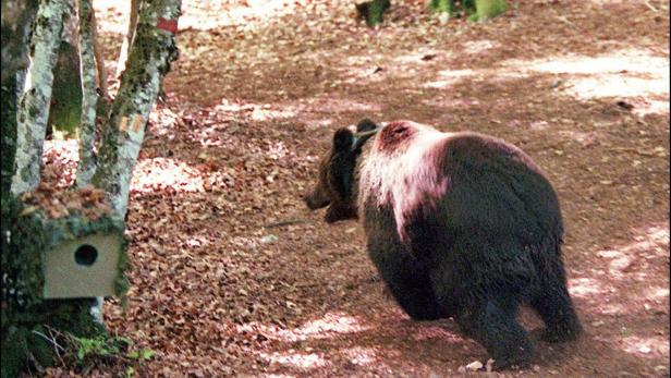 Ein Bär läuft durch den Wald