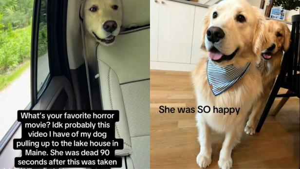 Ein TikTok-User teilte auf der Plattform die tragischen Umstände, wie sein geliebter Goldener Retriever gestorben ist. Goldener Retriever im Auto und in der Küche