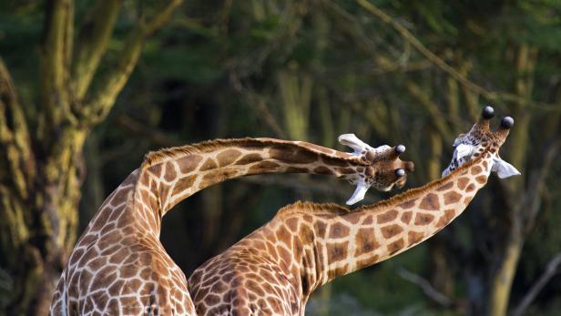 Zwei Giraffen verbiegen ihre Hälse. Man sieht ihre Rücken. 