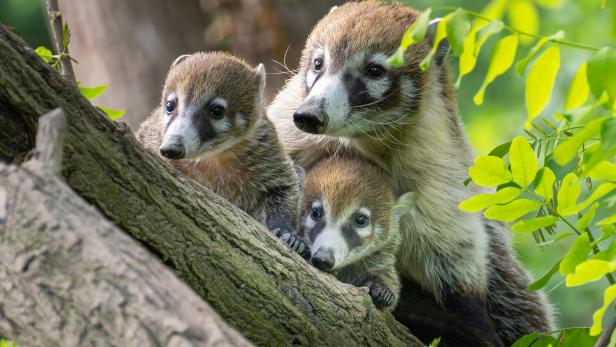 ++ HANDOUT ++ WIEN: ZEHN NASENBÄREN-BABYS IM ZOO SCHÖNBRUNN ZU SEHEN