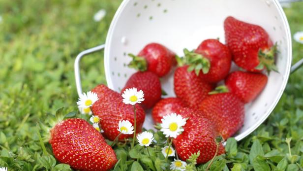 Frisch geerntete Erdbeeren.
