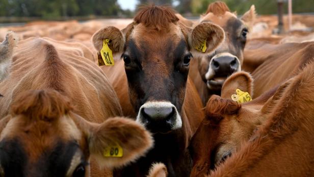 NZEALAND-RECESSION-ECONOMY-DAIRY