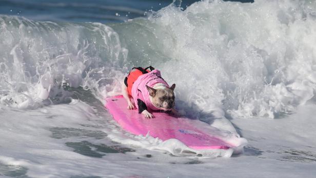 Surfer haben ja das Image, &quot;wilde Hunde&quot; zu sein. Es geht aber auch anderes rum: Hunde als Surfer.
