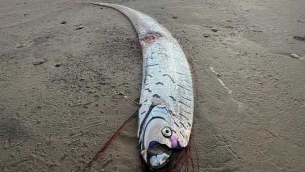 Toter Riemenfisch liegt am Strand