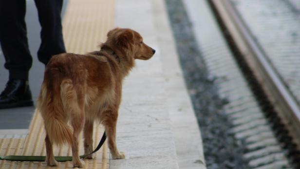 Hund steht am Bahnsteig