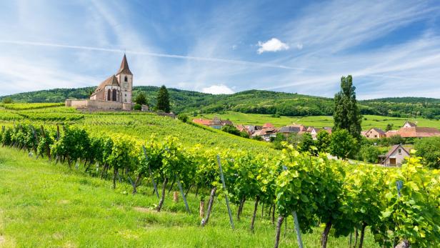 Alte Kirche und Weinberge in Elsass, Frankreich.