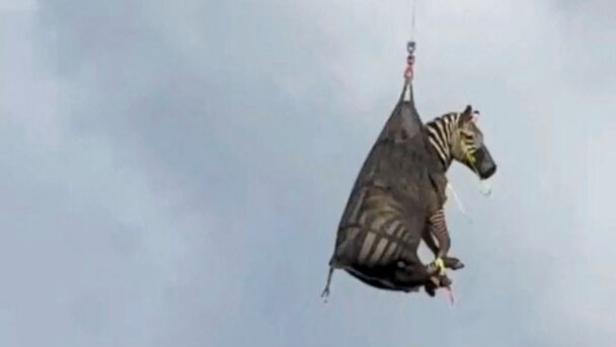 A runaway zebra is airlifted by helicopter back to its owner following its capture after a week on the loose, in Rutherford County A runaway zebra is airlifted by helicopter back to its owner following its capture after a week on the loose, in Rutherford County