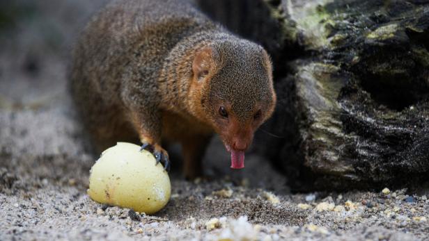 Animals search for Easter Eggs during a media event at the Gelsenkirchen Zoo