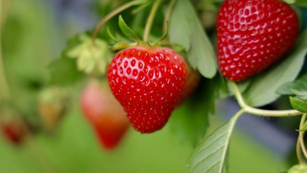 Erdbeerfrüchte wachsen auf einem Feld.