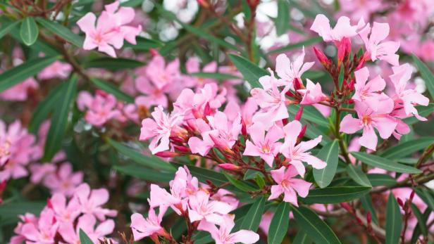 Rosa Oleanderblüten und grüne Blätter im Gegenlicht.