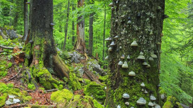 Ein Baumstamm im Wald ist mit Moos und Baumpilzen bewachsen.
