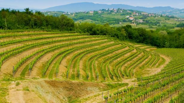 Blick über die grünen Weinberge von Collio.