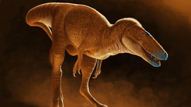 FRANCE-SCIENCE-PALAEONTOLOGY FRANCE-SCIENCE-PALAEONTOLOGY