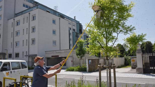 Imker in St. Pölten