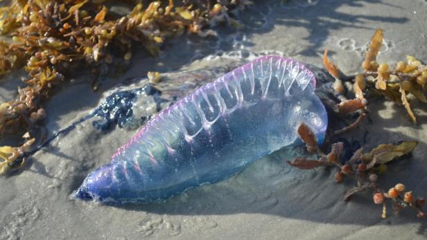 Blau-violette Portugiesische Galeere liegt am Strand von Algen umringt