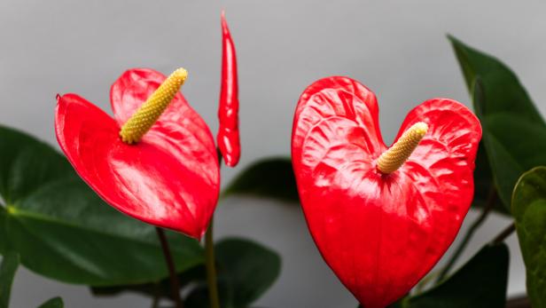 Red flowers in a shape of hears.