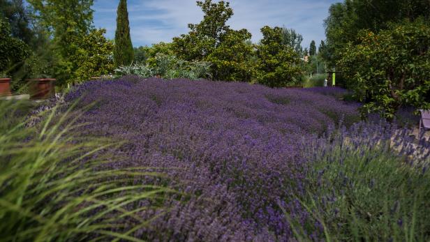Ein Lavendelfeld im Blumengarten Hirschstetten.