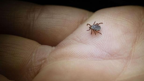 Eine Zecke krabbelt auf der Hand einer Person.