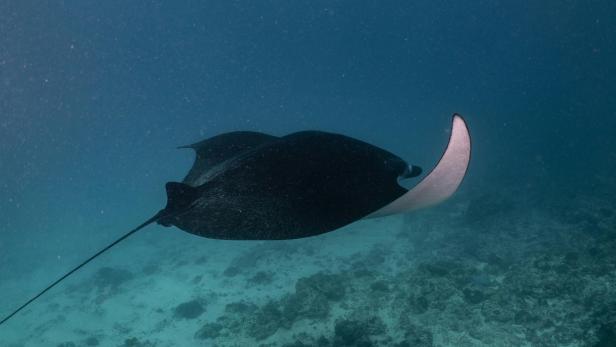 Bub auf Mallorca von Teufelsrochen gestochen