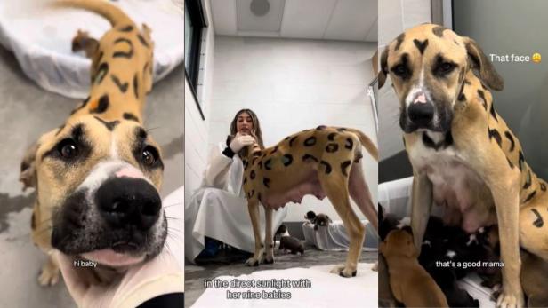 Hund mit Leoprint und seinen Welpen